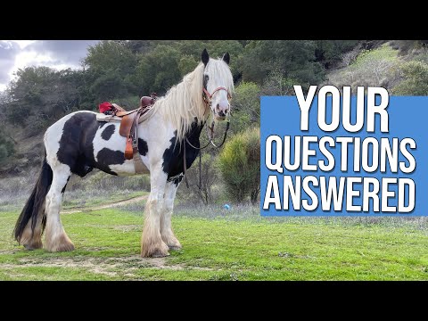 Video: Čo robí skupina ťažných koní?