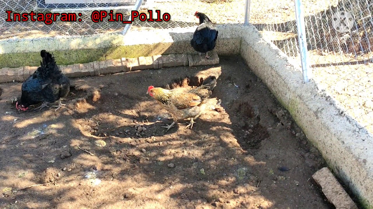 Como encluecar a tu gallina YouTube