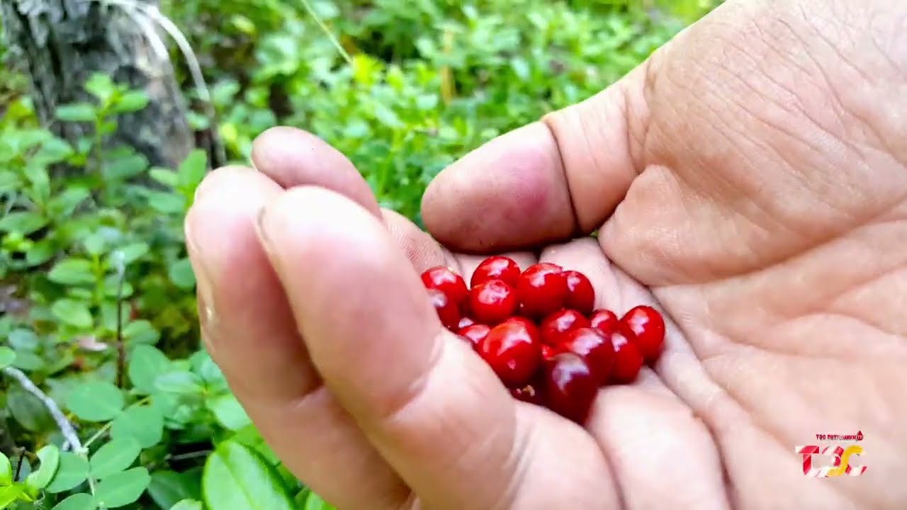 Тайгын гүнд 5 Жимсчидийн отогт зочлов Ренчинлхүмбэ сумд хонов.