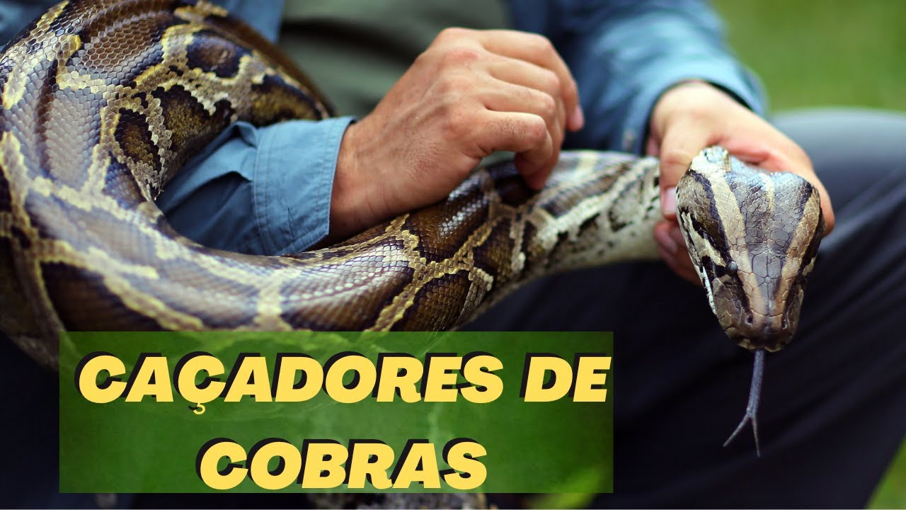 Cobras exóticas dos EUA são encontradas em casa no interior de SP