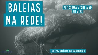 Baleias presas em redes de pesca na costa brasileira e mais notícias...