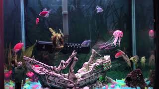 Pet TV Day Time Fish Tank Relaxing