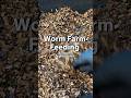 Worm Farming For Beginners | European Nightcrawlers #vermicomposting