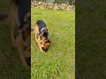 Bravo having fun with pinecones#germanshepherd #jungle #shortsviral #morningroutine