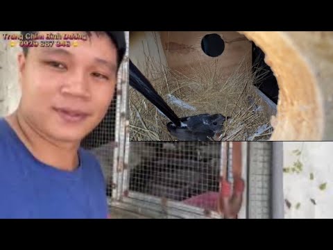 Video Tổ Chích Chòe Lửa Bông Đuôi Dài Đã Nở_Trung Chim Không... - youtube