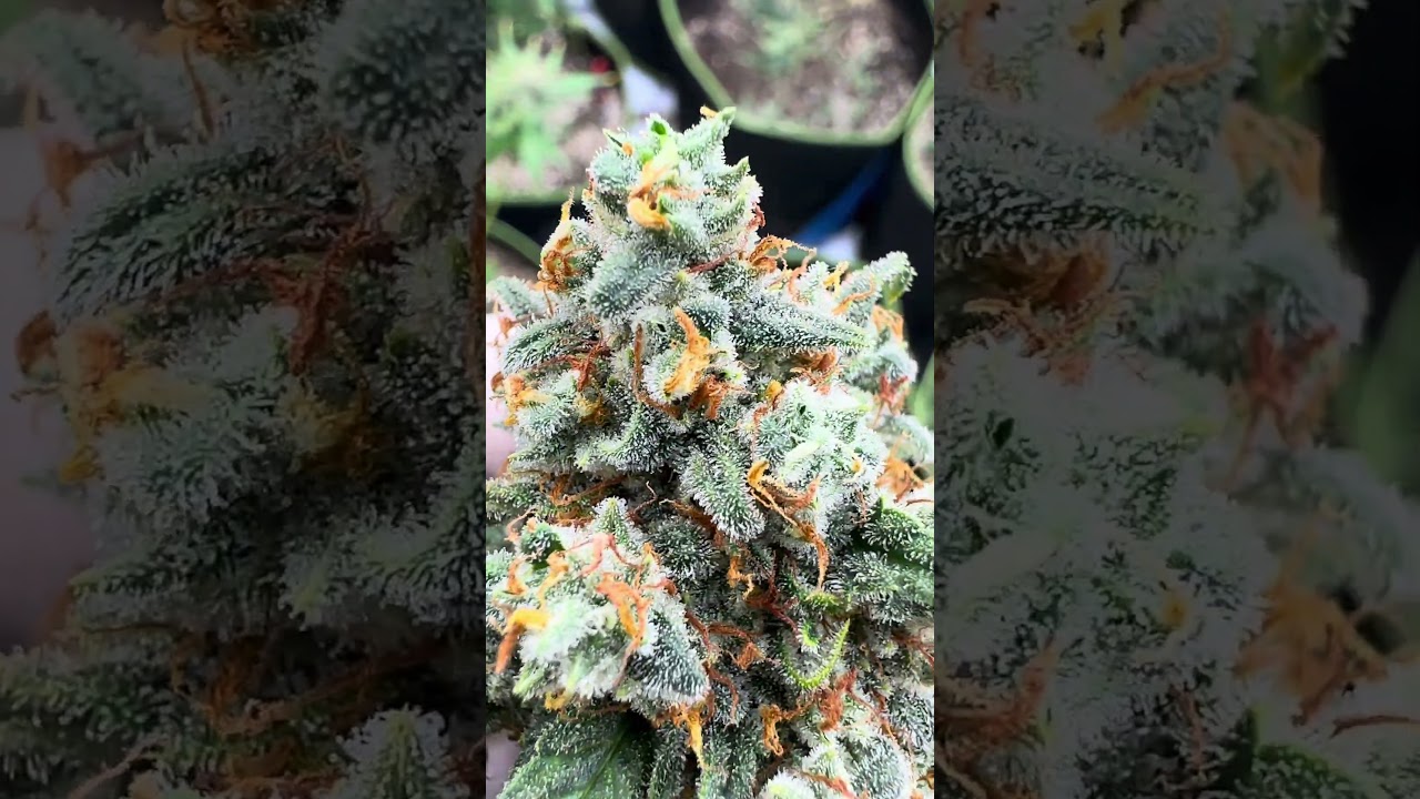 Stardawg Auto 🐶  Fast Buds | Hybrid By  arasaka420