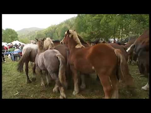Vídeo: Quines Són Les Races De Cavalls