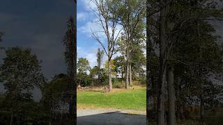 In forestry, a widowmaker is a detached or broken limb or tree top. #dangerous