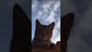 Cute kittens❤️【30】#shorts #cutecat520 #cat #kittens #pets