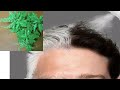 White Hair To Black Hair Naturally in 3 minutes | White hair natural dye with  herb