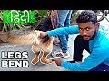 Solve Dog Legs Bend Problem 100% with Proof | Dog Care Tips (Hindi)