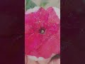 nature beauty#beautifulflowers #flowers collection 🌺🌸🌼#feel the nature😌😌😌