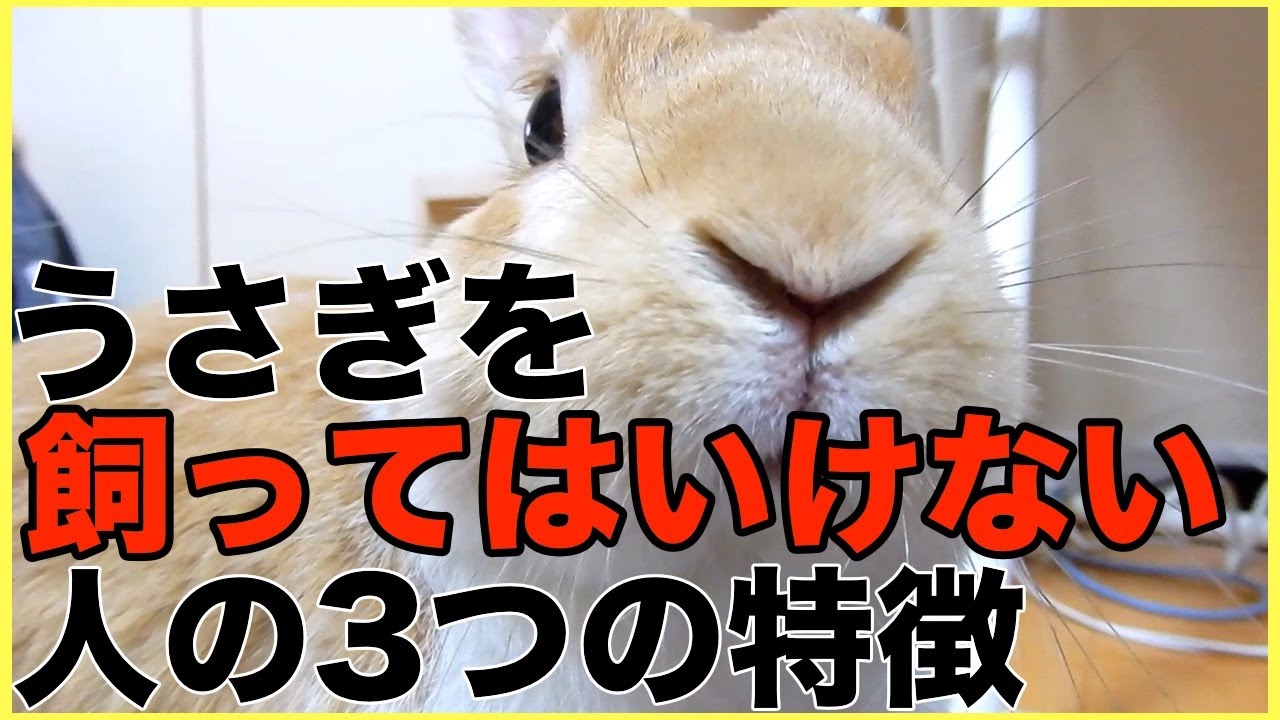 うさぎを飼わない方がいい人の特徴3選 Youtube うさぎを飼わない方がいい人の特徴3選 Youtube