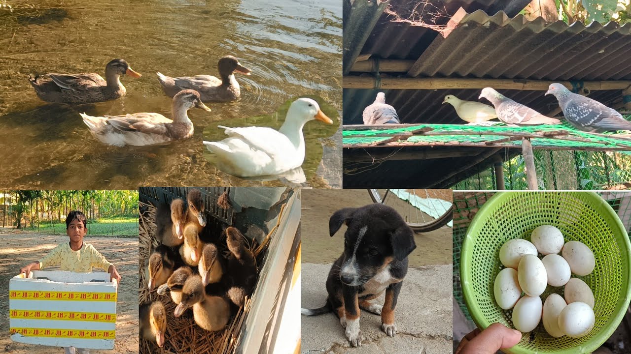 আজকে আবারো হাঁসের বাচ্চাগুলোকে নদীতে ছেড়ে দিলাম🦆🪿 আমার শখের খামার🥰 
