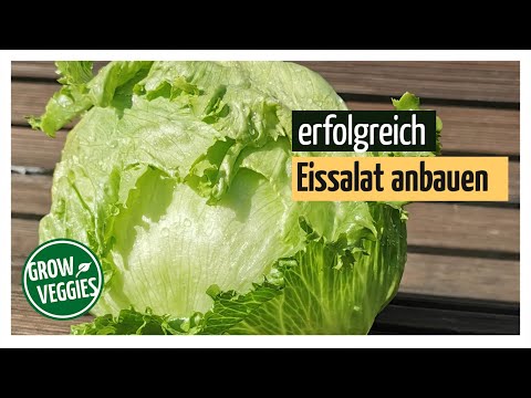 Video: Was ist Eisbergsalat – Tipps für den Anbau von Eisbergsalat im Garten