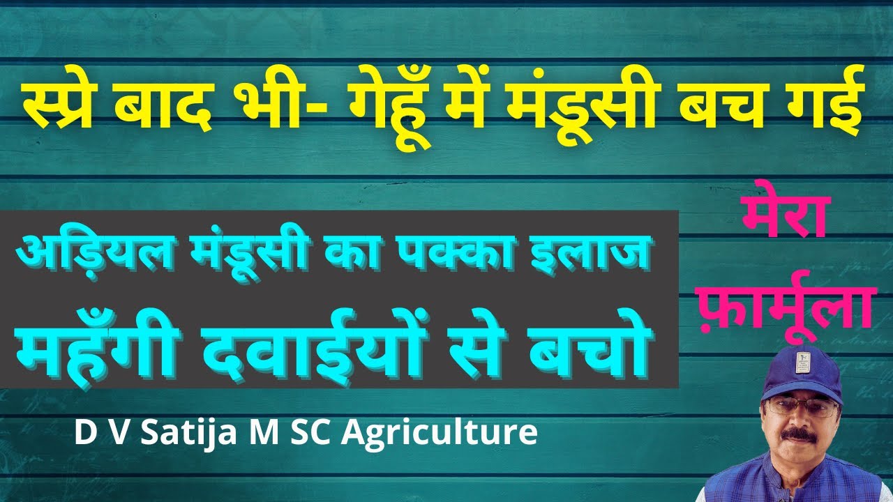 गेहूं में अड़ियल मंडूसी का इलाज | gehu me mandusi | mandusi ki dawa | mandusi control | 