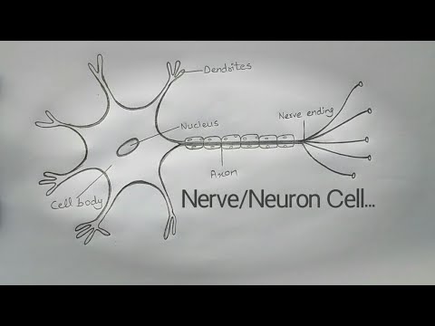 Neuron drawing - Stock Image - C021/8631 - Science Photo Library