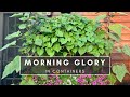 Growing Morning Glory in Pots | Learning from Last Year’s Mistakes