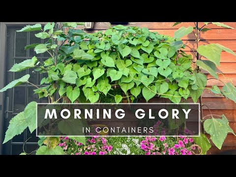 Video: Pot Growing Morning Glory: Can You Grow Morning Glory In A Container