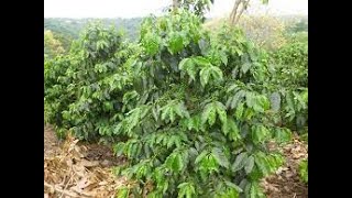 La importancia de la nutrición en las plantas de café y como se ase la poda pulmón correctamente.