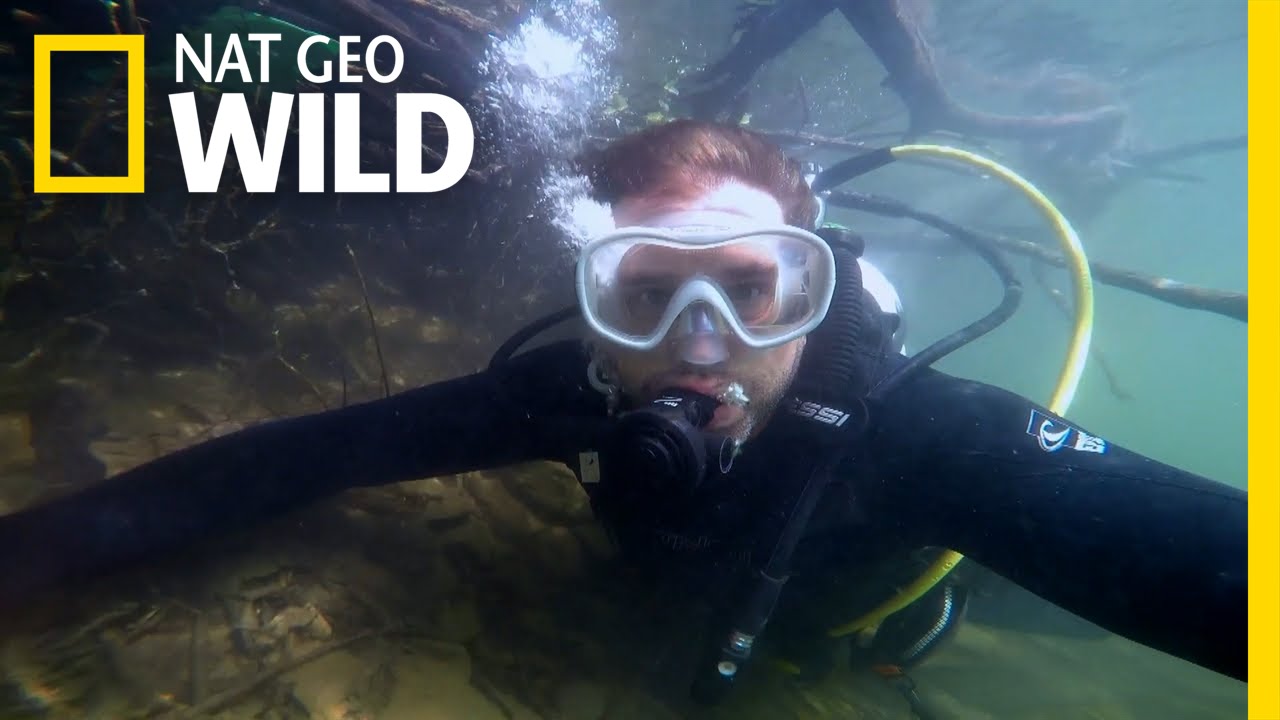 How Do Fish Sleep? | Monster Fish - YouTube