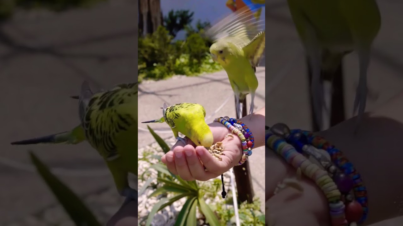 Parroat # DSP # Short