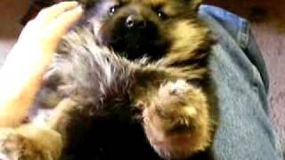 The smallest 11 week old German Shepherd puppy