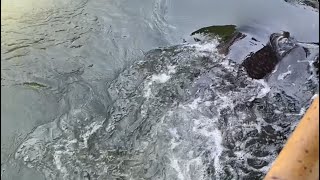 โอเอซีส ซีเวิลด์ ปลาหมอทะเลยักษ์