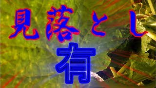 止まらないアブラムシ!!本日も頑張りましょう!!／きゅうり農家／きゅうり栽培／愉快なshata農園