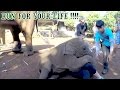 Baby elephant attacks woman *Cute*