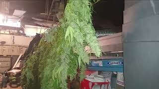 Harvest Day for Alien Glue & Rainbow AK-47 ft. Scotty❤️ #CanukSeeds