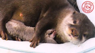 カワウソ赤ちゃん、ママはこうやって愛を伝える！Mom tells otter babies that she loves babies like this !【baby otter】 by カワウソ-Otter channel 3,558 views 2 years ago 5 minutes, 3 seconds