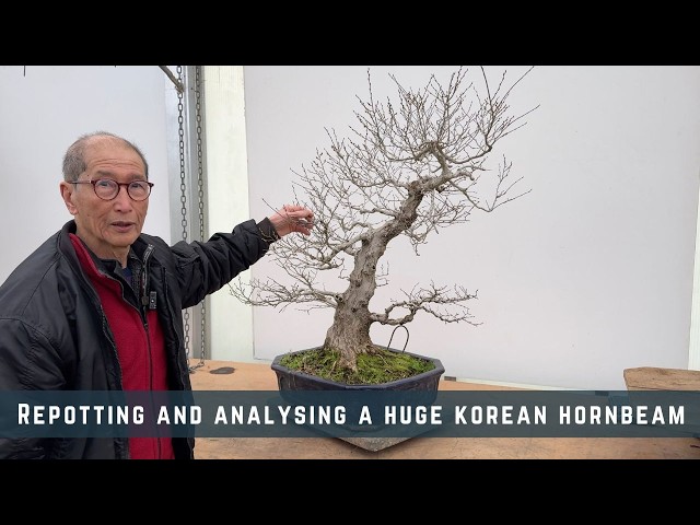 kirschblüten bonsai züchten PerlenKit 
