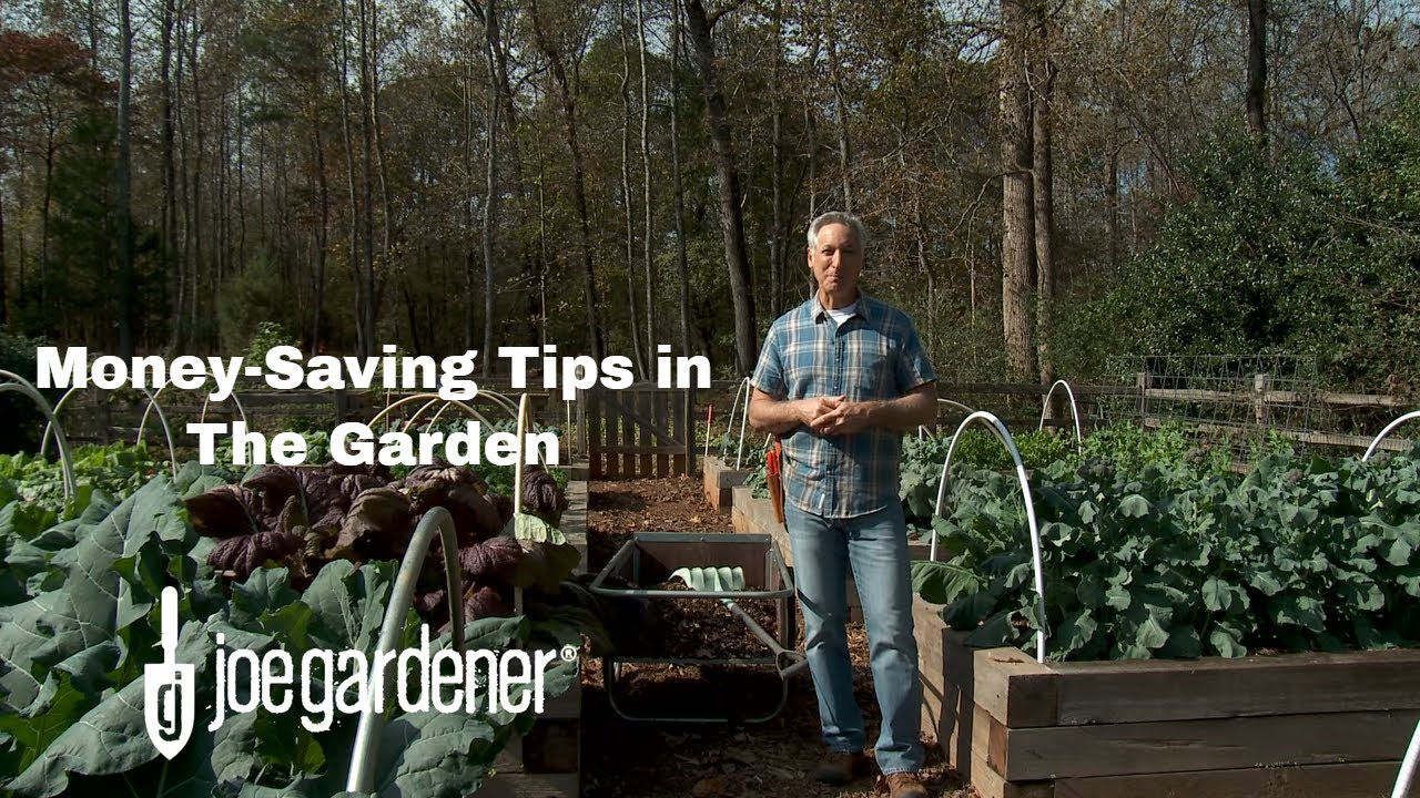 Money Saving Tips in the Garden 