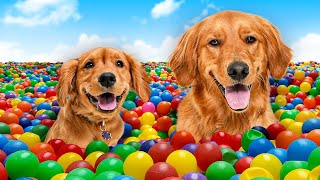 I Surprised My DOGS With 10,000 Balls!