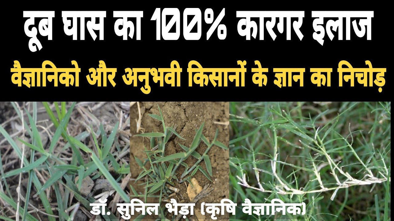 किसानों और वैज्ञानिकों के अनुसार दूब घास को हमेशा के लिए खत्म करने का ...