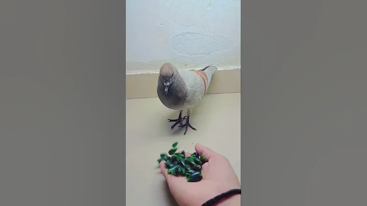 📿🐕 Reverse Video ASMR #marblerunandmore #satisfying #shorts