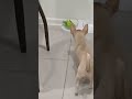 Друг жук😆😆😆 #chihuahua#shorts #смешновидео