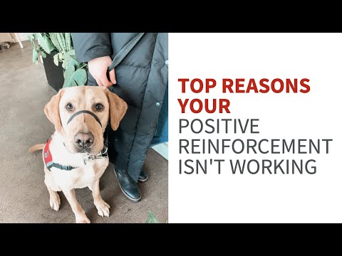 Video: 21 Etsy dárky pro lidi, kteří mají rádi psy více než lidé