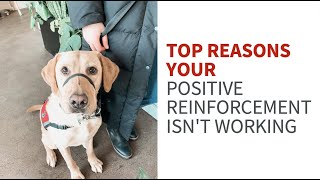 Reasons positive reinforcement isn't working for your Service Dog in Training by My Service Dog and Me 1,601 views 1 year ago 22 minutes