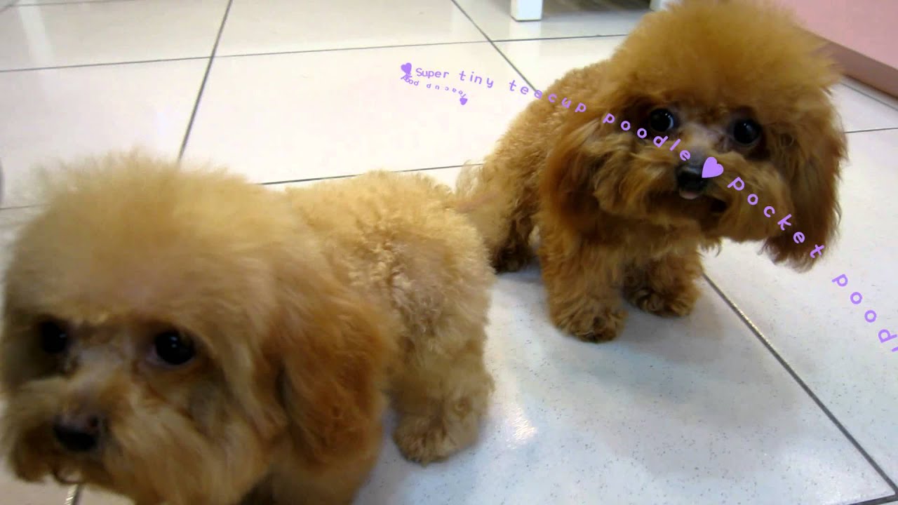 Tiny Teacup Poodle in Macao 916.935 Teacup poodle Toy poodle Pocket