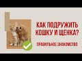 Как подружить взрослую кошку и щенка в квартире? Правильное знакомство щенка с кошкой