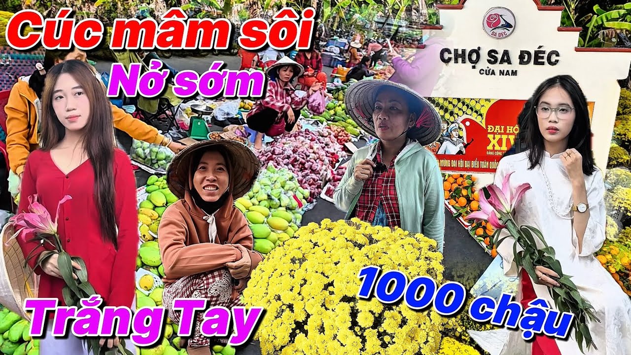 Cúc Mâm Sôi Hơn 1000 Chậu Nở Sớm Bà Con Tay Trắng Làng Hoa Sa Đéc-Chợ Tết 2026 Nhiều Trái Cây Rẻ