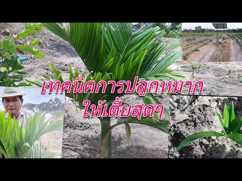 เทคนิคการปลูกหมากให้ต้นเตี้ยสุดๆ