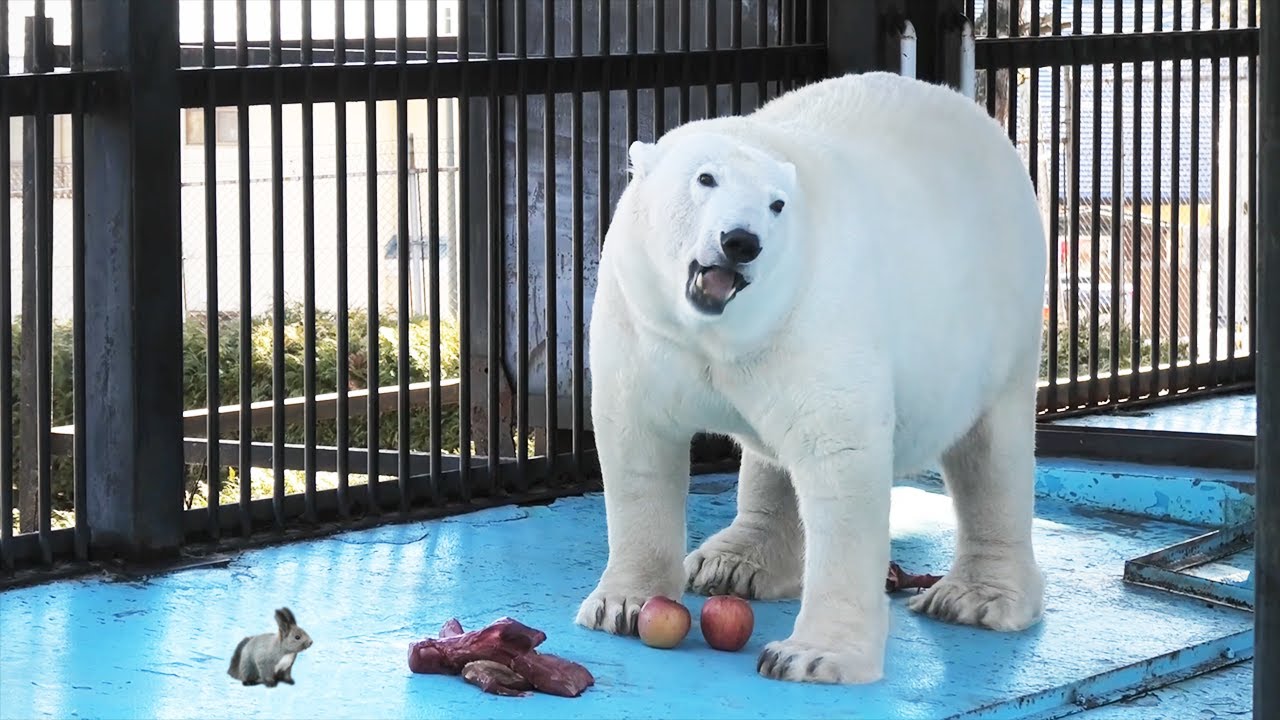 Белый медведь Аира