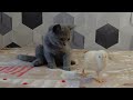 Цыплёнок и котик .Знакомство