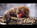 MONYET!!! 🐵