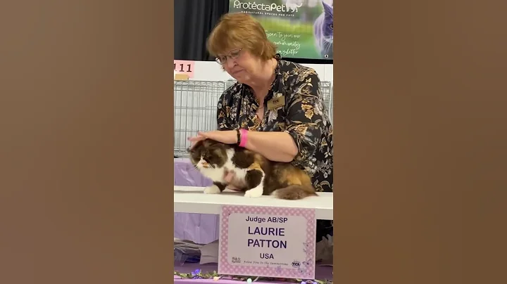 Video 5437971: white british longhair cat, british longhair girl, cat show