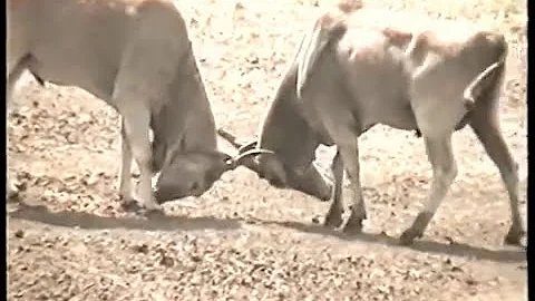 Antelopes..........   ELAND..Life/Habi...