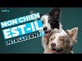 Comment développer l’INTELLIGENCE de mon chien ?